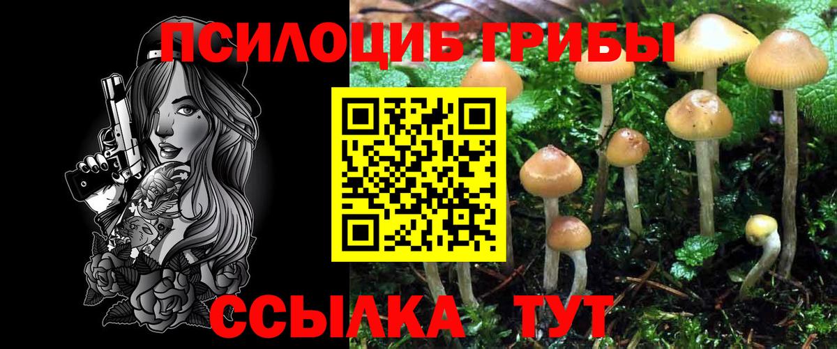 Псилоцибиновые грибы Psilocybe Ачхой-Мартан