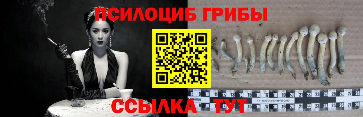 как найти   Псилоцибиновые грибы Cubensis  Вход с VPN  Ачхой-Мартан 